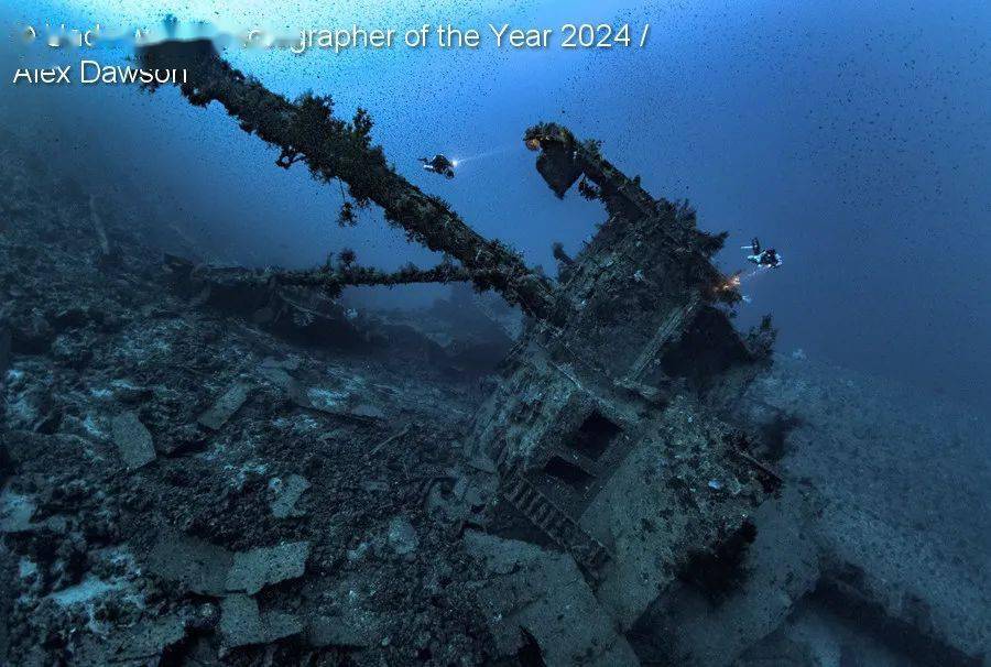 underwater photographer of the year_英国_鲸鱼_螃蟹