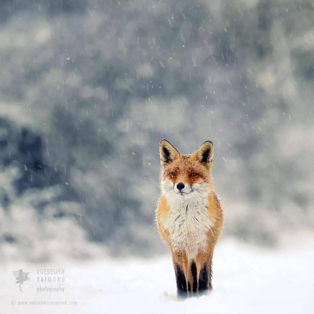 野生狐狸在白雪皑皑的风景中述说真实童话_雷蒙德_赤狐_raimond