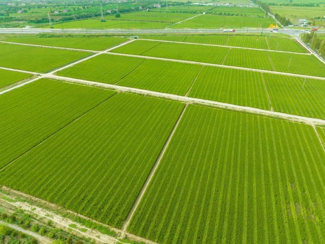 秀洲,浙江省"产粮大县"_秀洲区_农田_工作