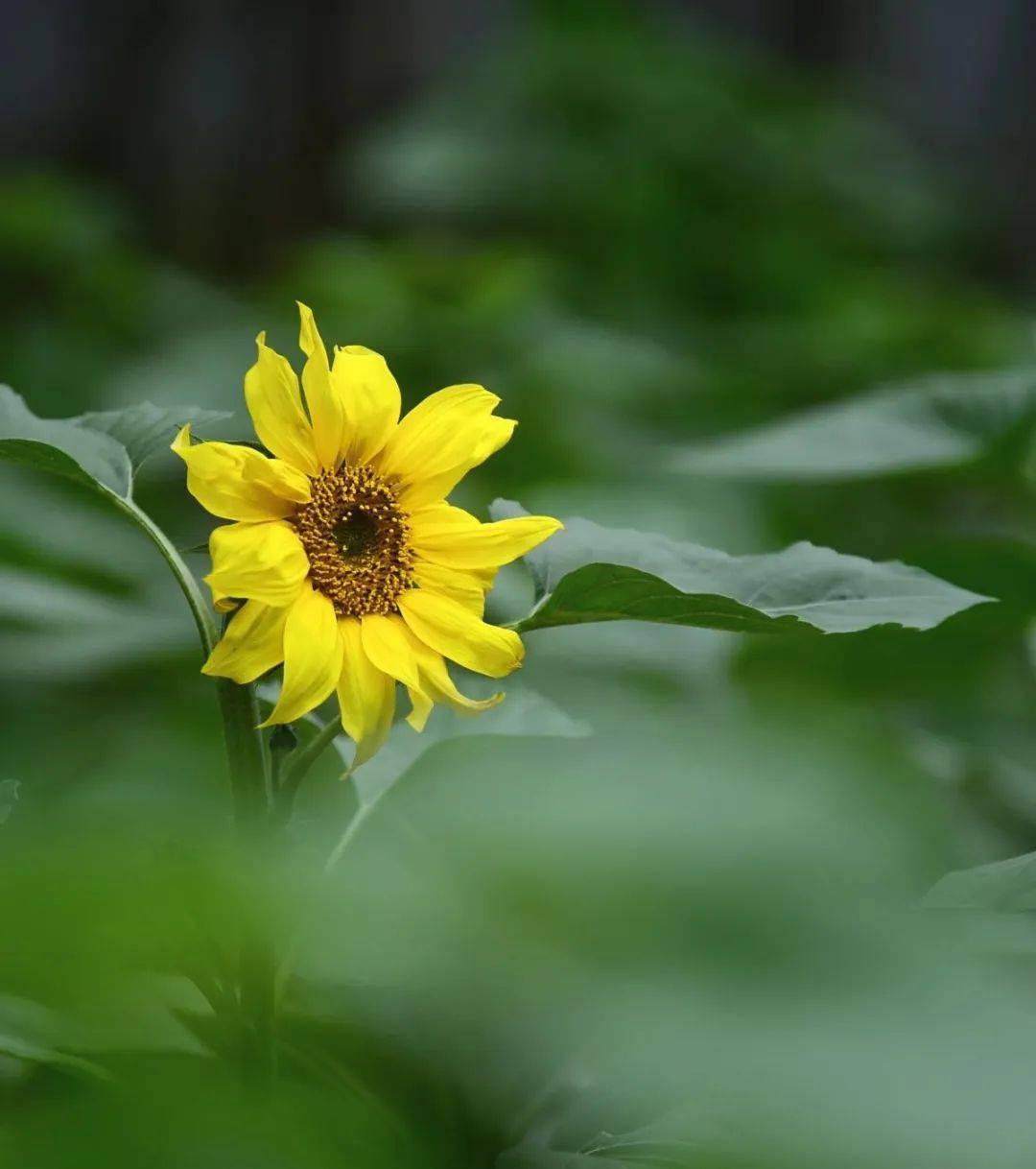 梦田近10000株的向日葵一片金灿灿的向日葵花海悄然盛放城市中轴线上