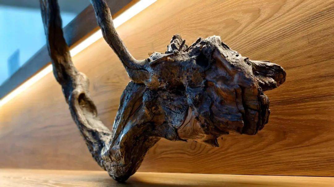 珍贵龙形根雕现身温图_温州市_读者_树根