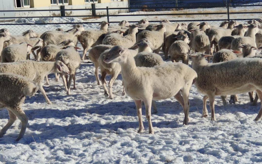 手握种业"金钥匙" 开启养殖致富路_湖羊_育种_项目