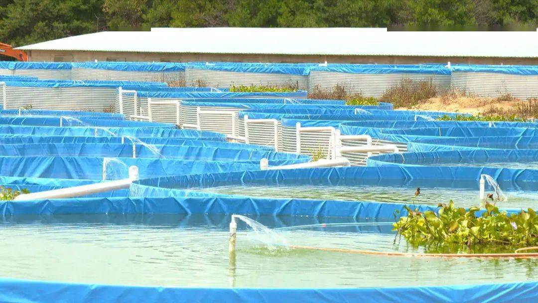 这里用循环水圆池养禾花鱼,产值超千万元!_养殖池_水产_渔业