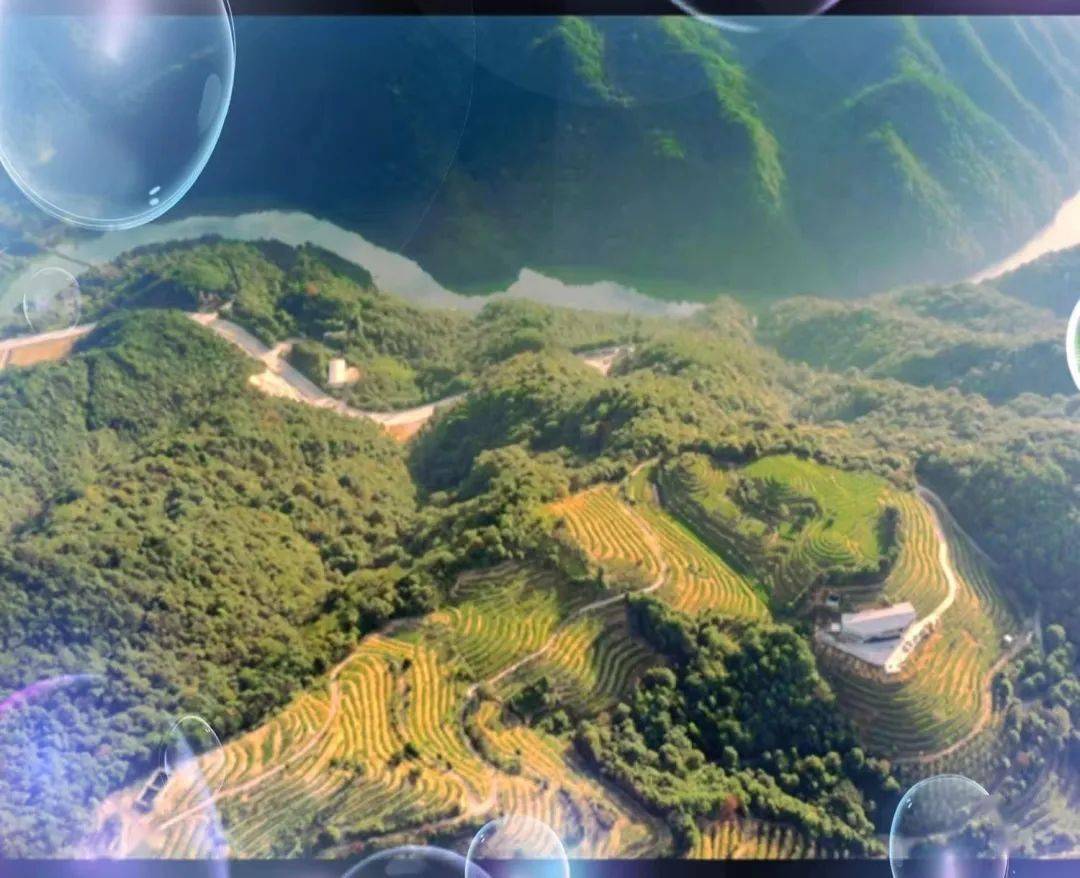 【作协专栏】公馆岭的魅力,藏在深山之中_漳平_茶园_水仙