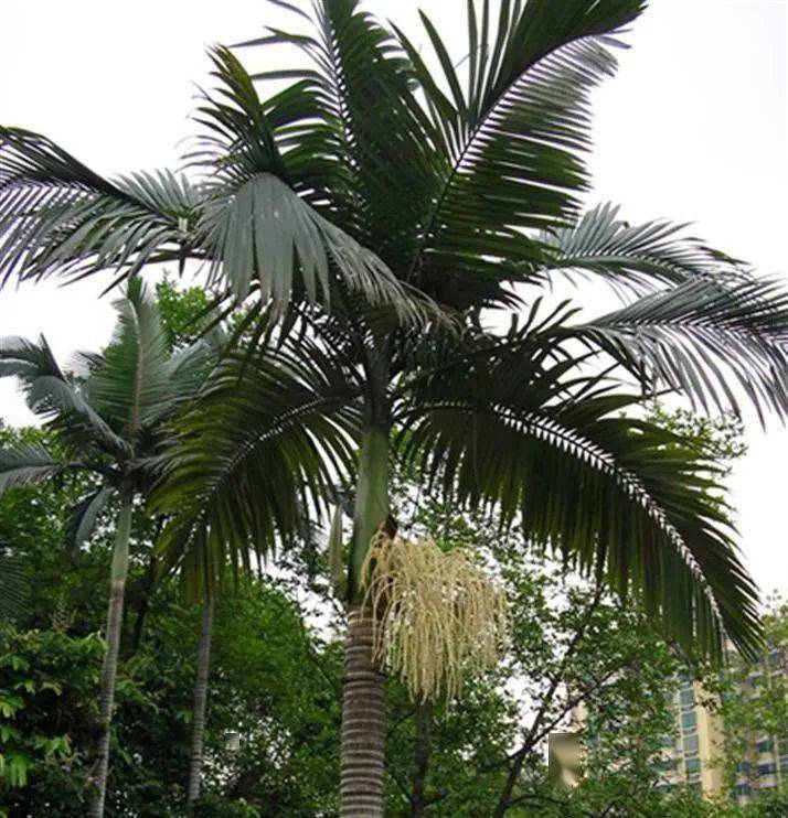 棕榈类植物傻傻分不清楚看这里