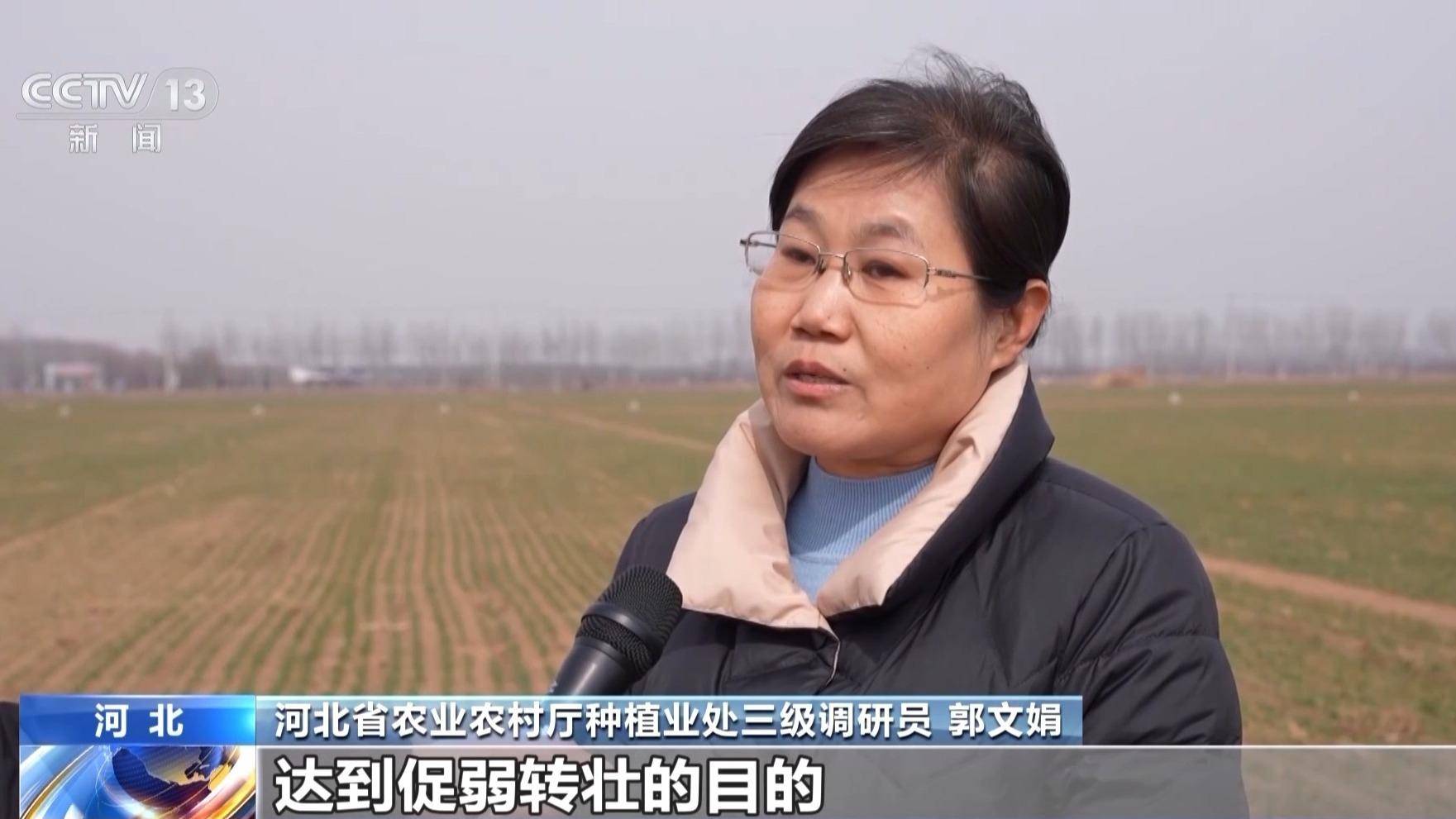 农业_田管_冬小麦