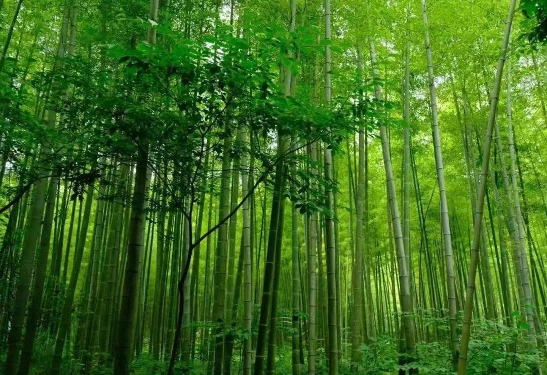 截至2023年,成都全市共创建了省级竹康养基地1个,省级竹林人家8个