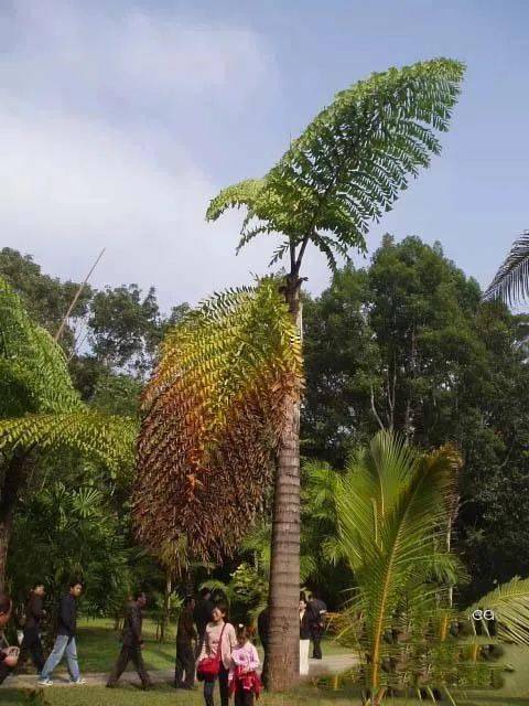 棕榈类植物傻傻分不清楚?看这里!_椰子_世界_种类