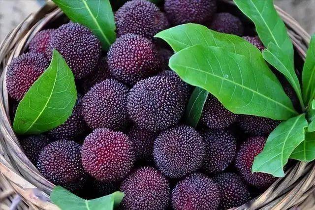 上海市果品行业协会带你看浙江水果_玉环_色泽_果肉