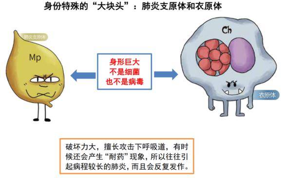肺炎支原体是人类支原体肺炎的病原体,病理改变以间质性肺炎为主,有时