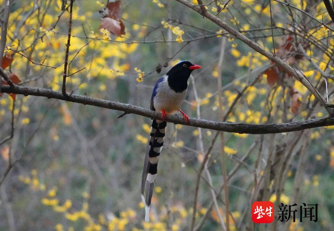 南京紫金山上蜡梅绽放吸引红嘴蓝鹊前来闹春