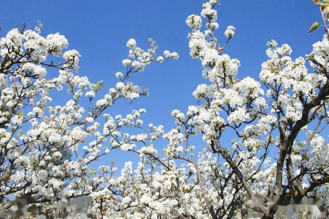梨花遂宁市政府广场,市河东新区五彩缤纷路湿地公园,遂宁经开区柳岸