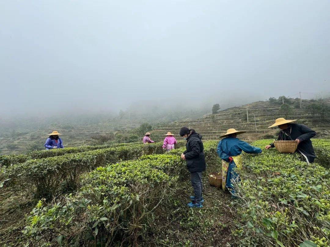 茶叶_茶树_茶园