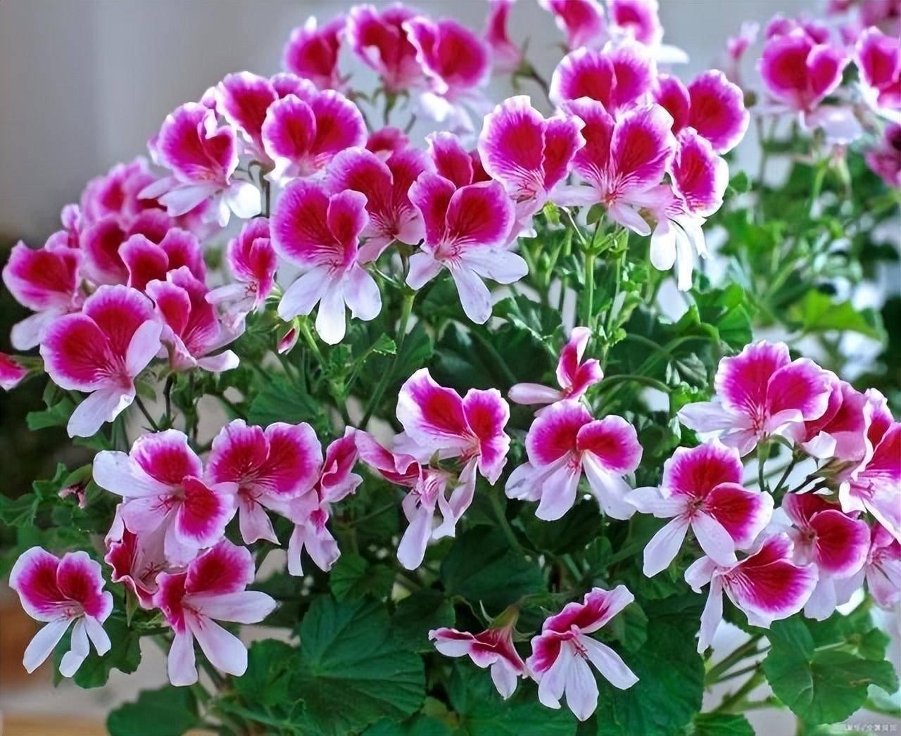 天竺葵的养护有3诀窍一直开花冬天也开花阳台可美了