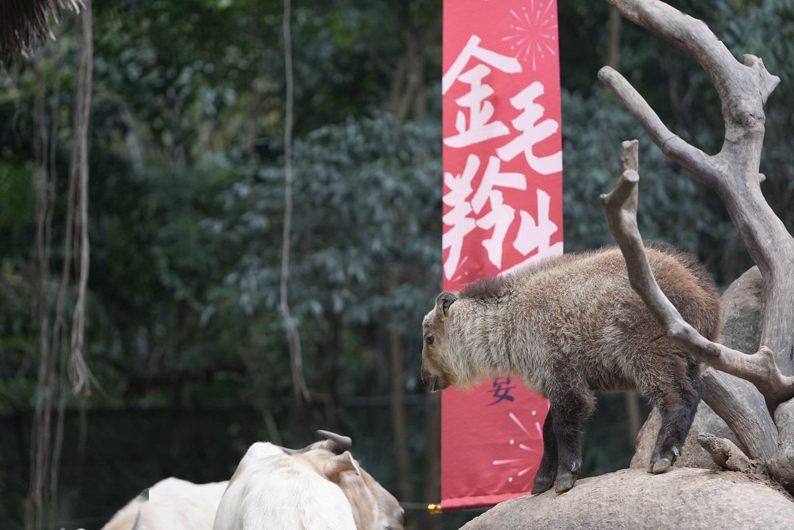 国宝级"六不像"来了!周末去看金毛羚牛双胞胎宝宝_成年_世界_南方