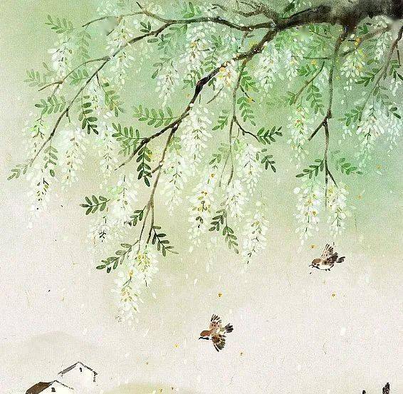 蒋蓝| 成都的槐树_槐花_洋槐_刺槐