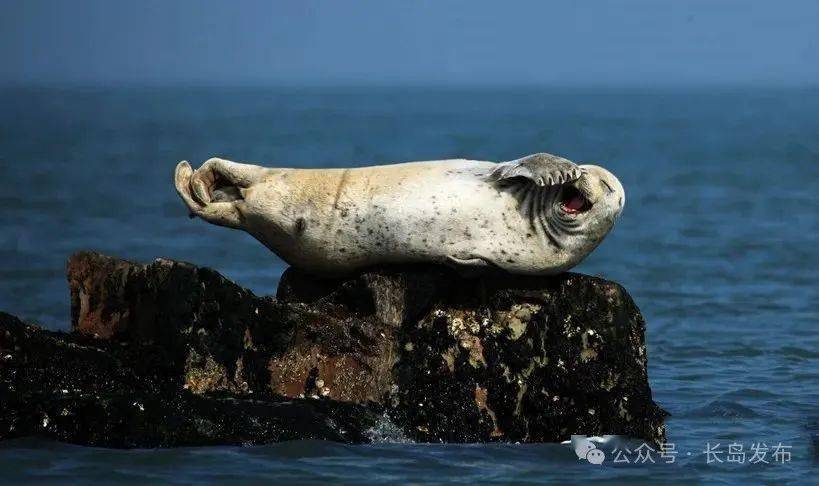 国际海豹日!豹豹我呀,需要你的保护_长岛_宣传_群众