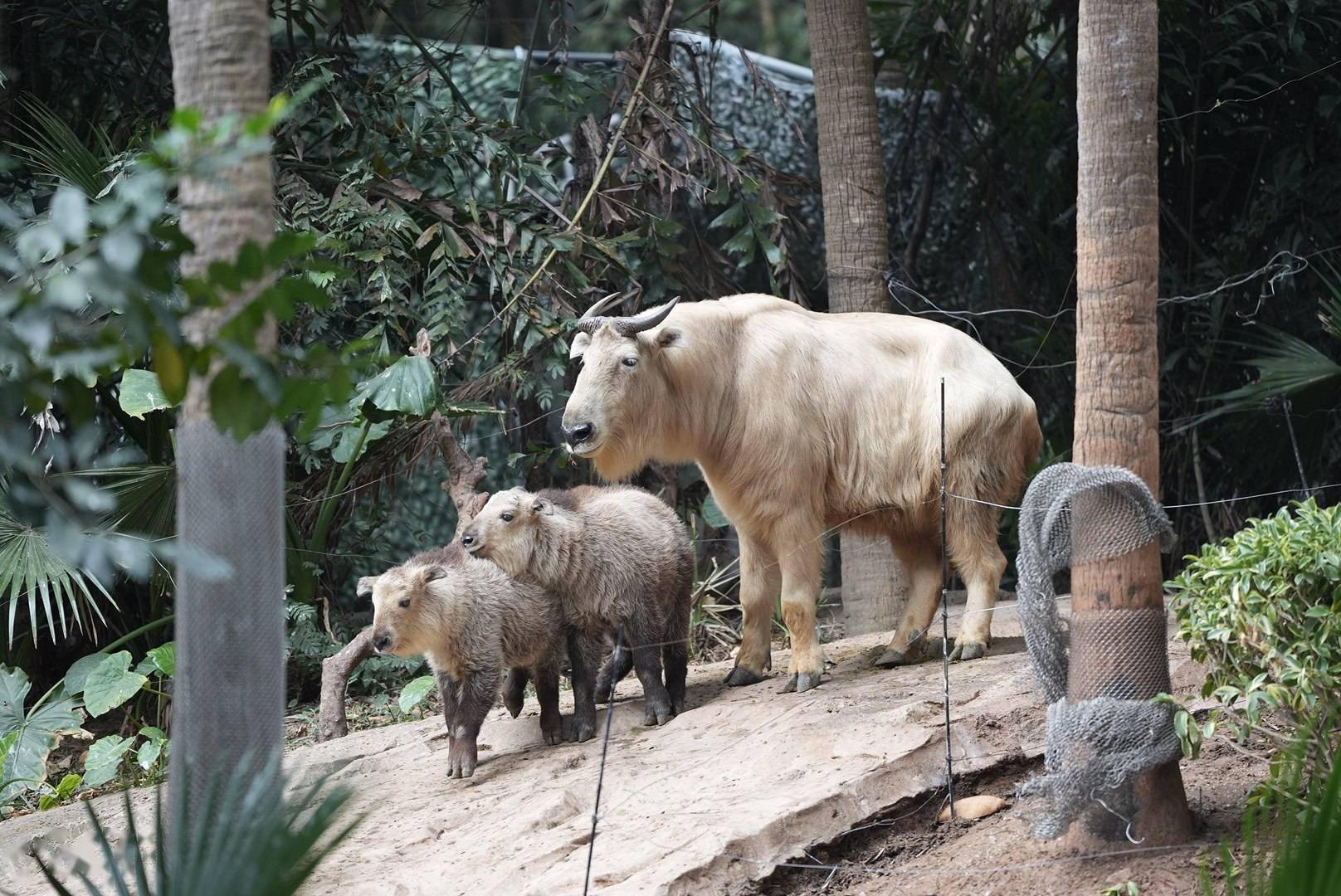 国宝级"六不像"来了!周末去看金毛羚牛双胞胎宝宝_成年_世界_南方