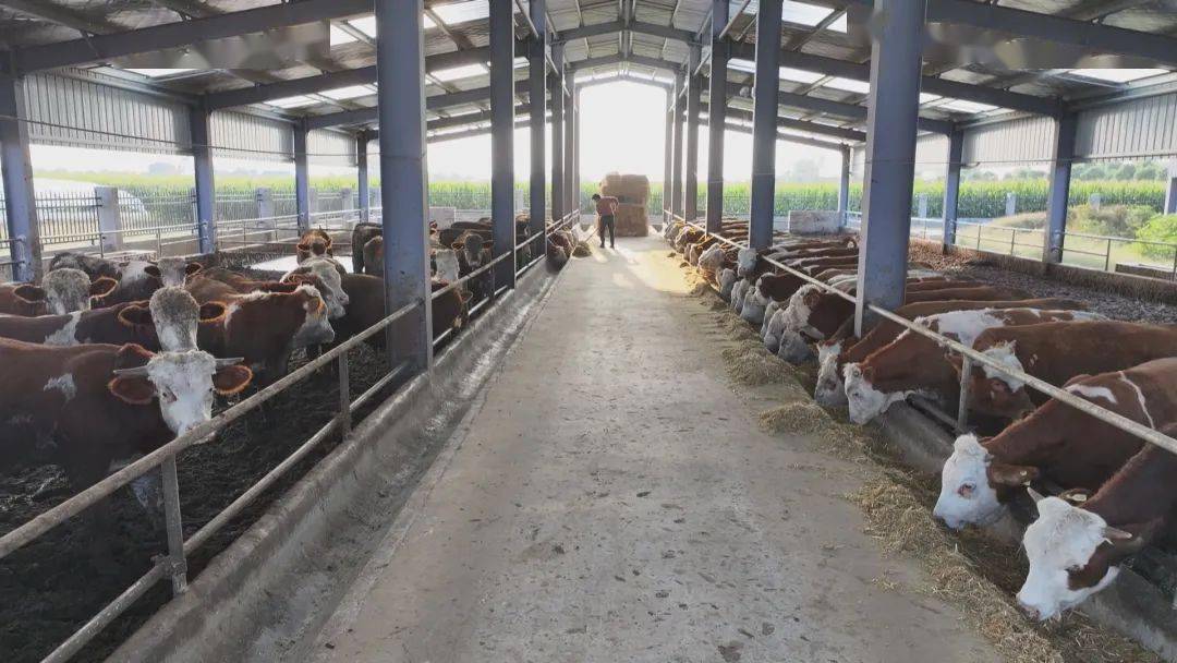 安徽16市齐聚阜阳,只为这件事!_肉牛_产业_发展