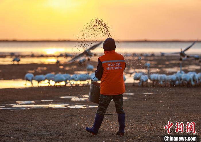 山东荣成越冬大天鹅"练飞"北迁_巡护_监测_自然保护区