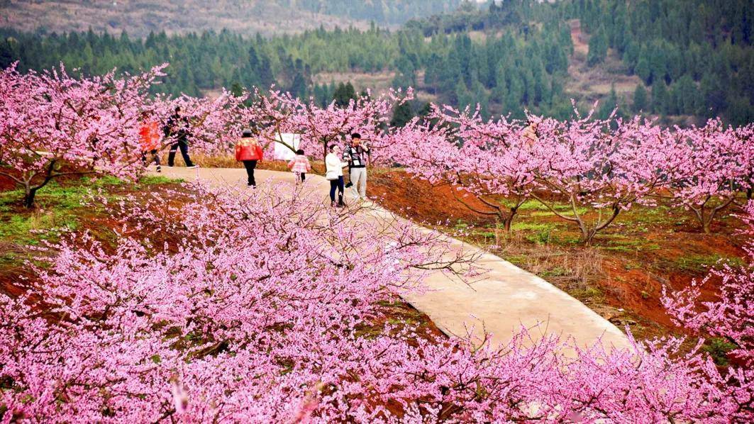 花开正盛,春光正好!快来蓬溪赏花
