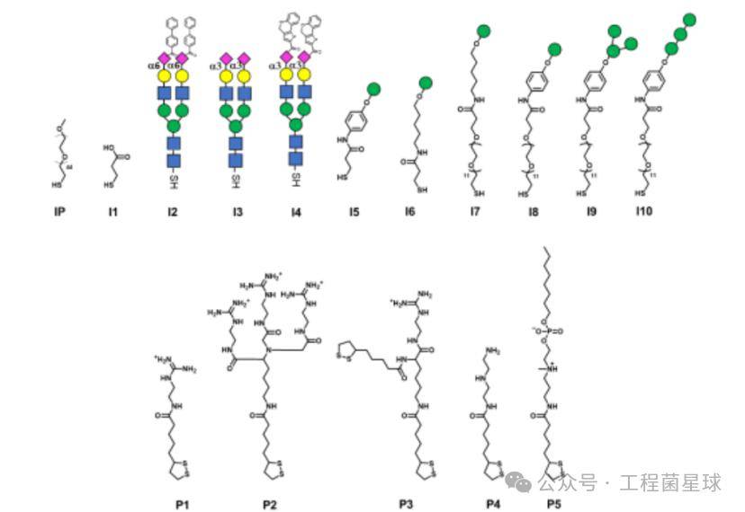 mrna递送系统开发:筛选靶向性聚合物纳米颗粒以触发高