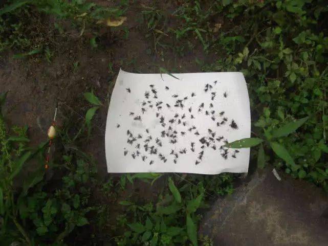 ②苍蝇钓饵买一个粘蝇板,钓鱼的时候,将粘蝇板放在平坦的地方,撒一点