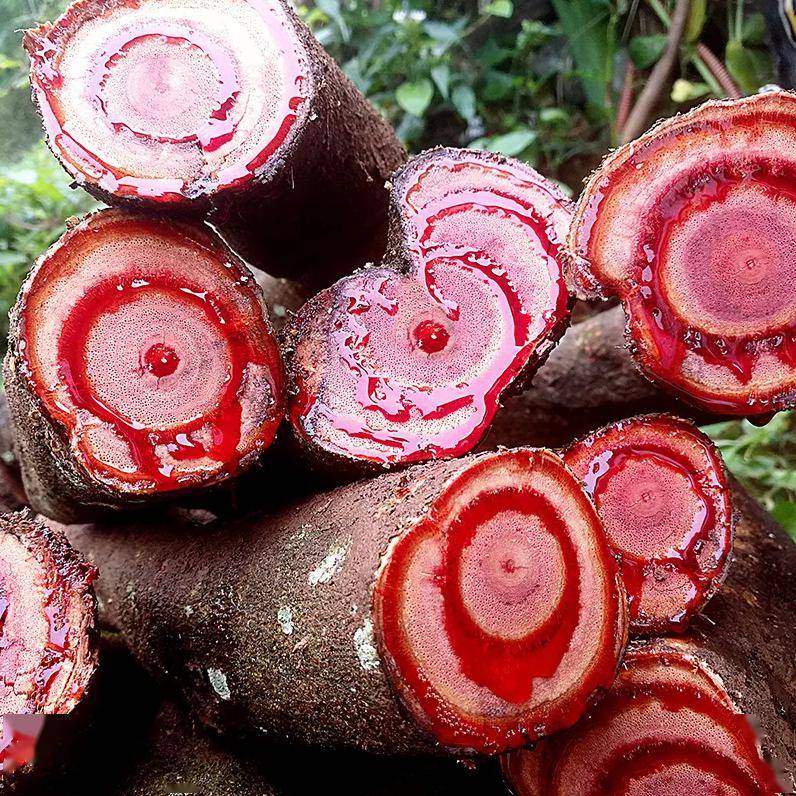 中医话中药之"鸡血藤