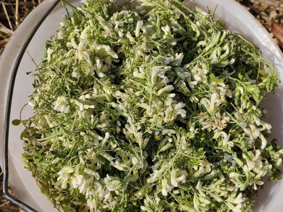 苦刺花树长有尖刺,花小难摘,但却是一道不可多得的好菜.