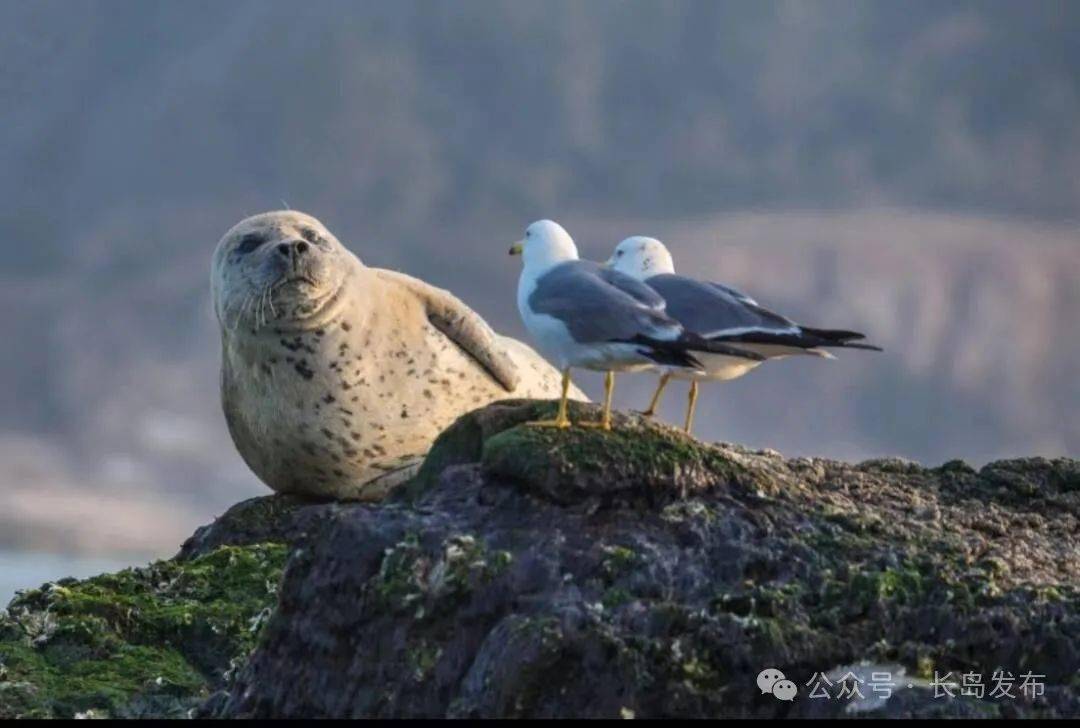 国际海豹日!豹豹我呀,需要你的保护_长岛_宣传_群众