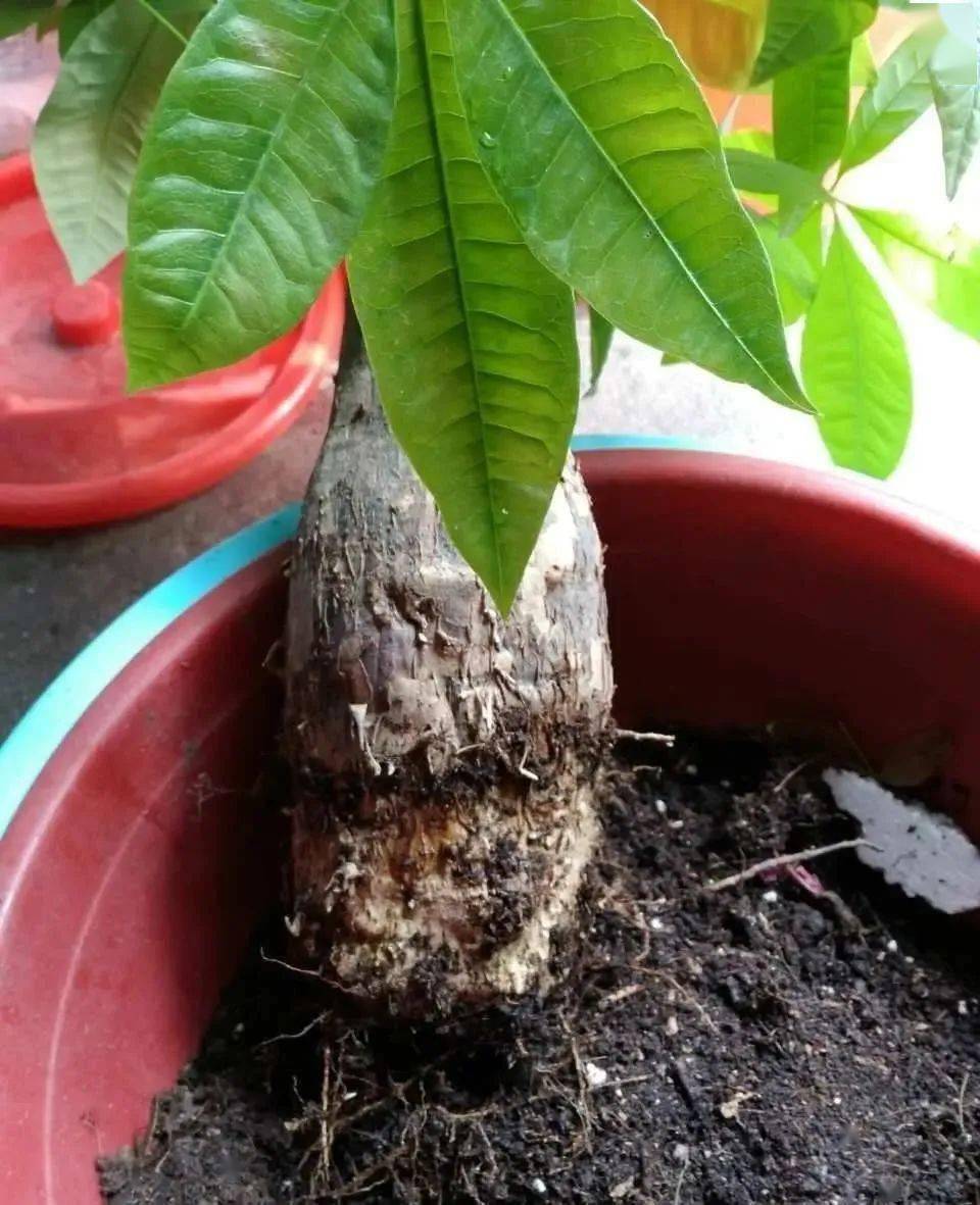 发财树是有名的怕水花,也是有名的耐寒性差的绿植,水多易烂根黄叶.