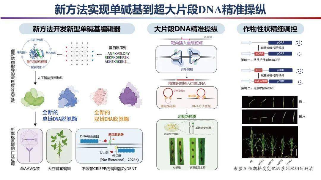 学研究所高彩霞团队与北京齐禾生科生物科技有限公司的赵天萌团队合作