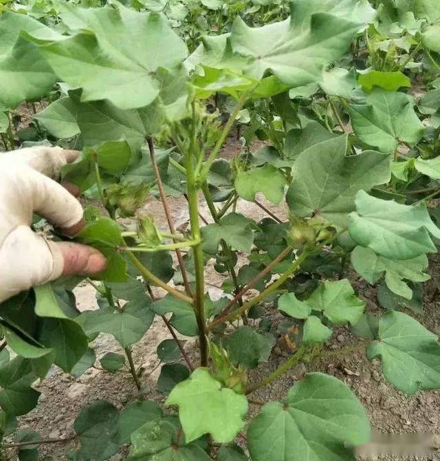 5分钟看完棉花的一生农民需要收藏的版本