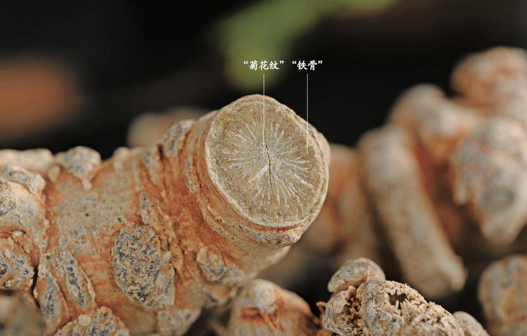 国家药典——三七_药材_人参_功效