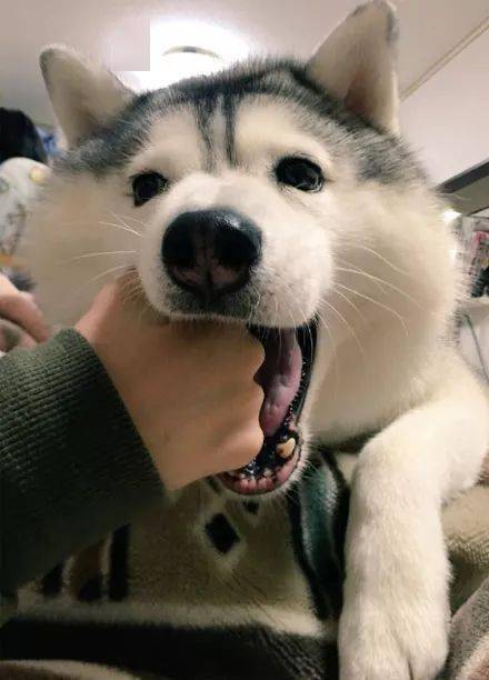 万万没想到二哈笑起来也可以这样萌,感觉要恋爱了!_笑容_萨摩_什么