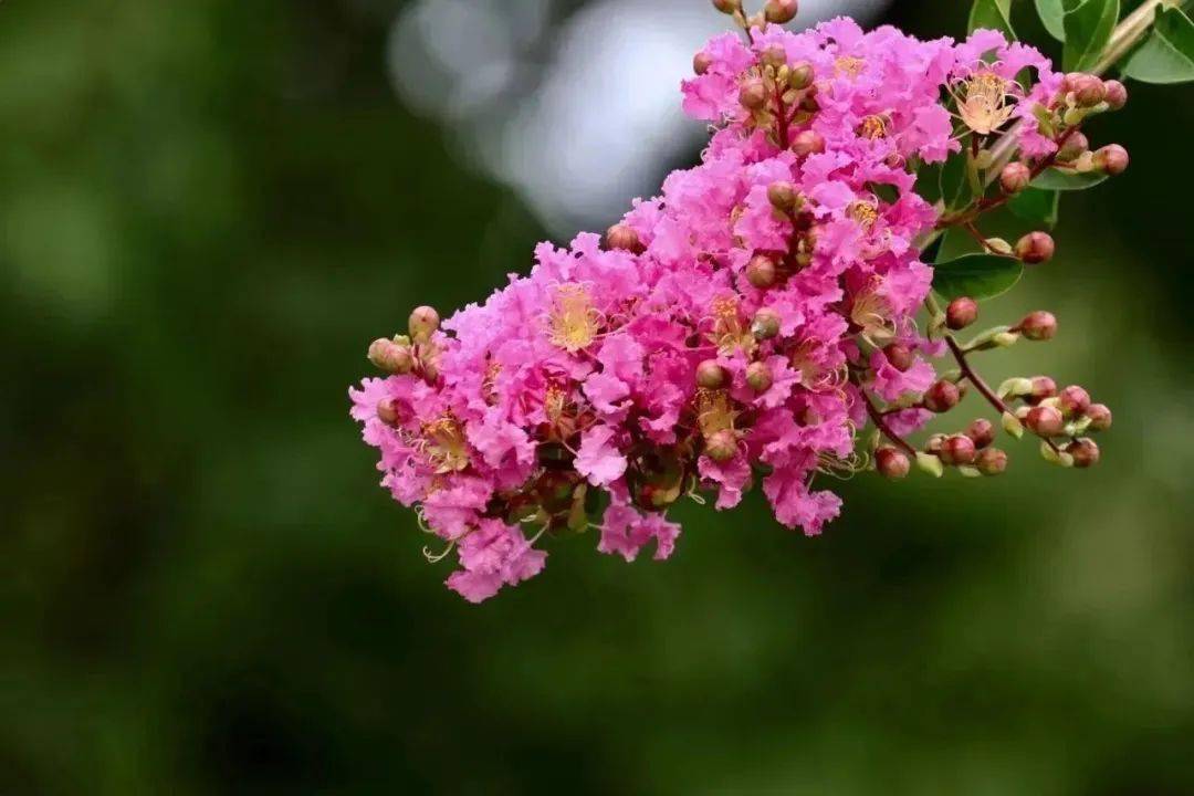 莲花池公园湖区(约20000平方米),北宫国家森林公园小江南,丰台花园