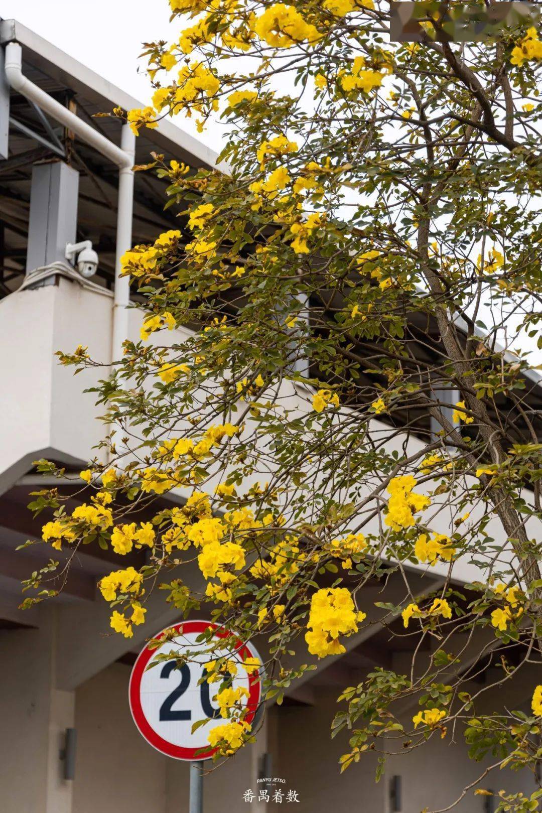 市桥繁华路106号(导航至"英东体育馆") 交通>公交:市桥中心小学站下车