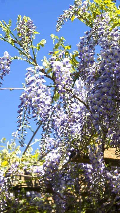 平等院凤凰堂花期:4月中至5月底紫藤花公园开满了染井吉野樱花.