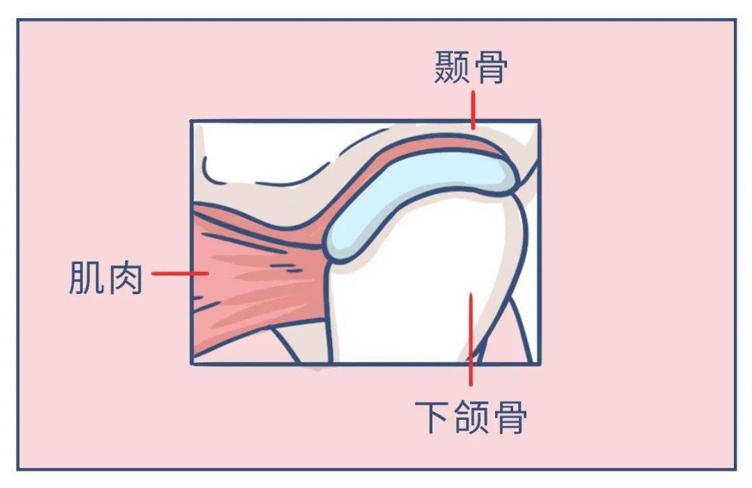 下颌第三磨牙解剖图图片