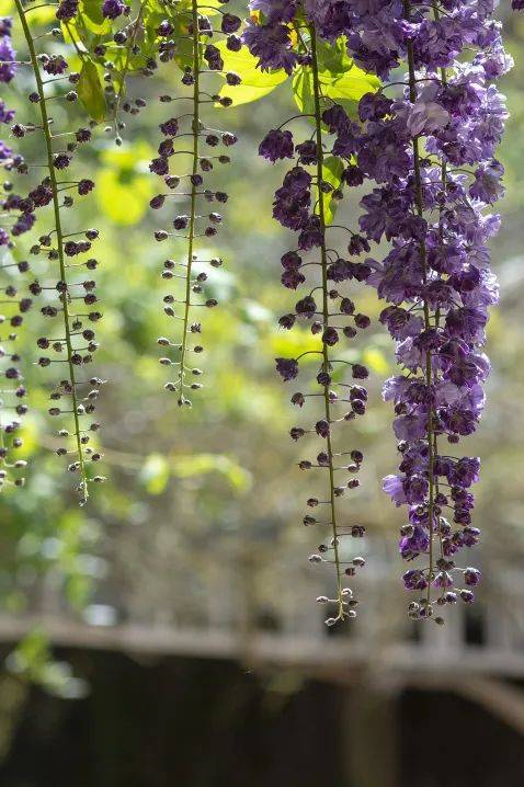 平等院凤凰堂花期:4月中至5月底紫藤花公园开满了染井吉野樱花.