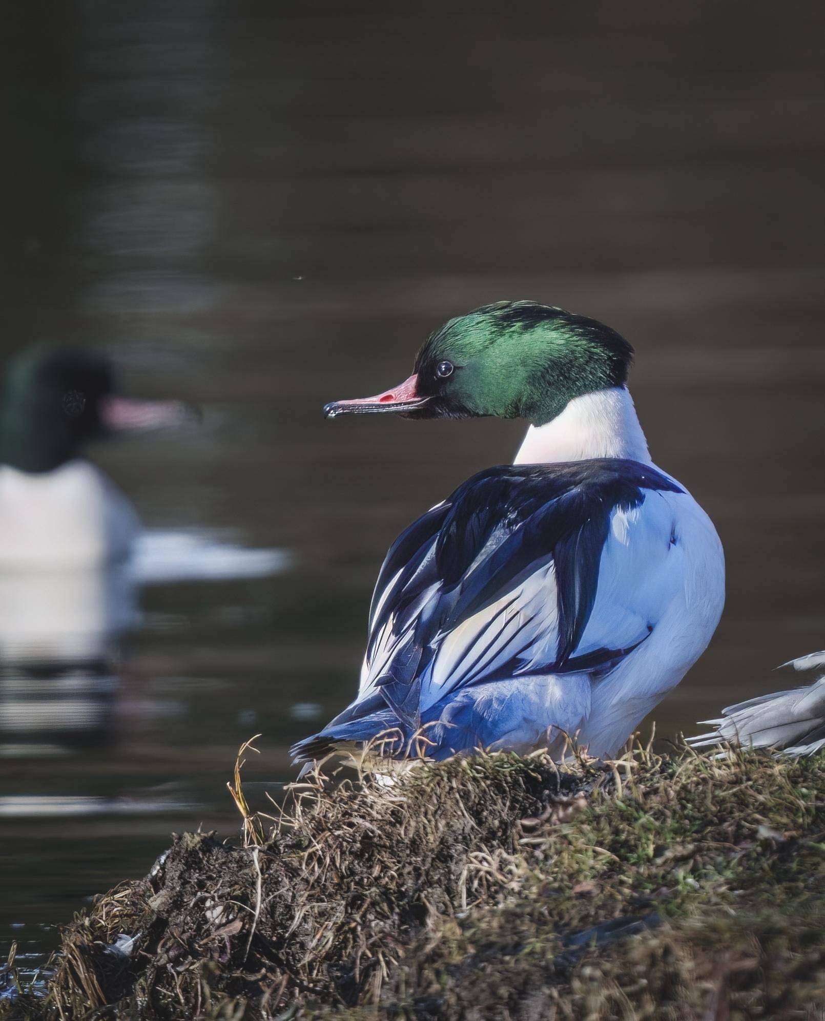 "ta",与世园会同行|"鸟中大熊猫"也来"凑热闹"_中华_物种_羽冠
