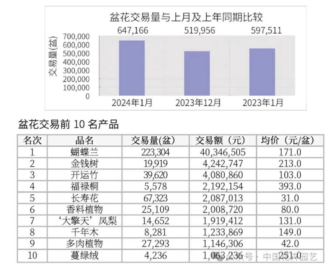 2024年1月上海,广州,郑州,漳州,青州,台北盆花市场 