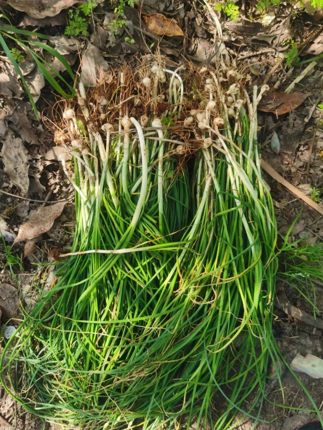 千万别搞错,严重会中毒……_野菜_浙江_植物