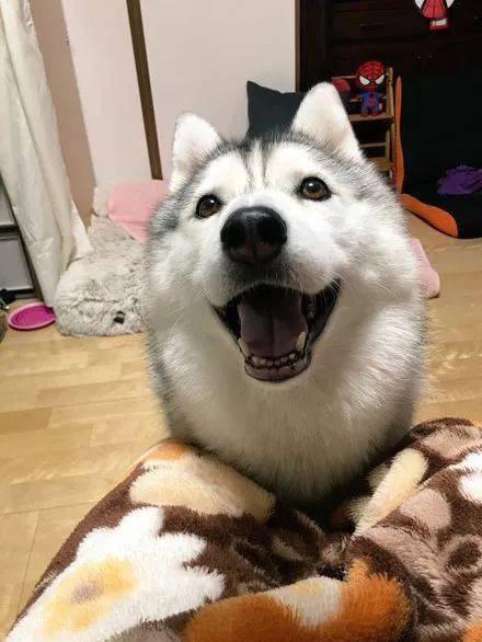 万万没想到二哈笑起来也可以这样萌,感觉要恋爱了!_笑容_萨摩_什么