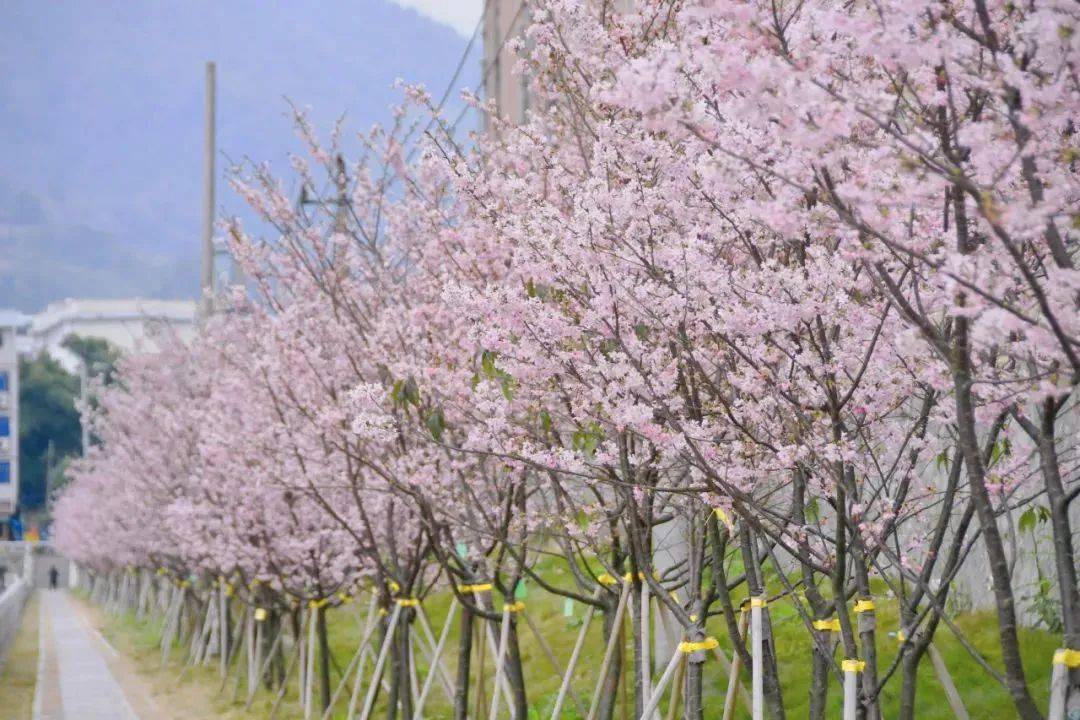 平潭市花图片