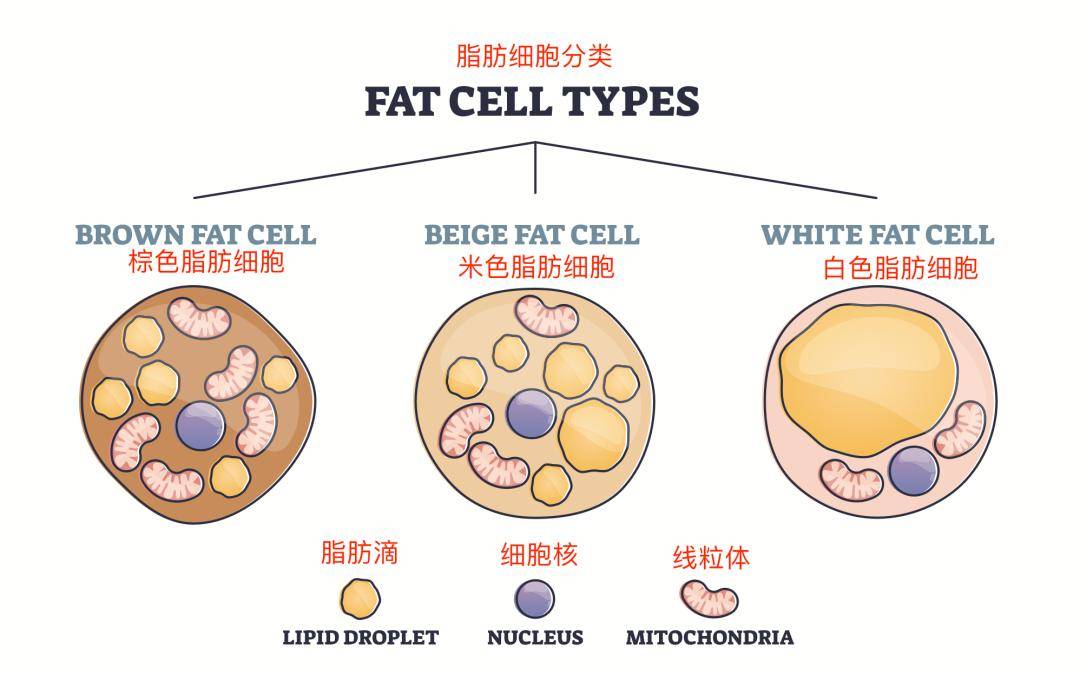 人体的脂肪组织按照形态颜色的差别