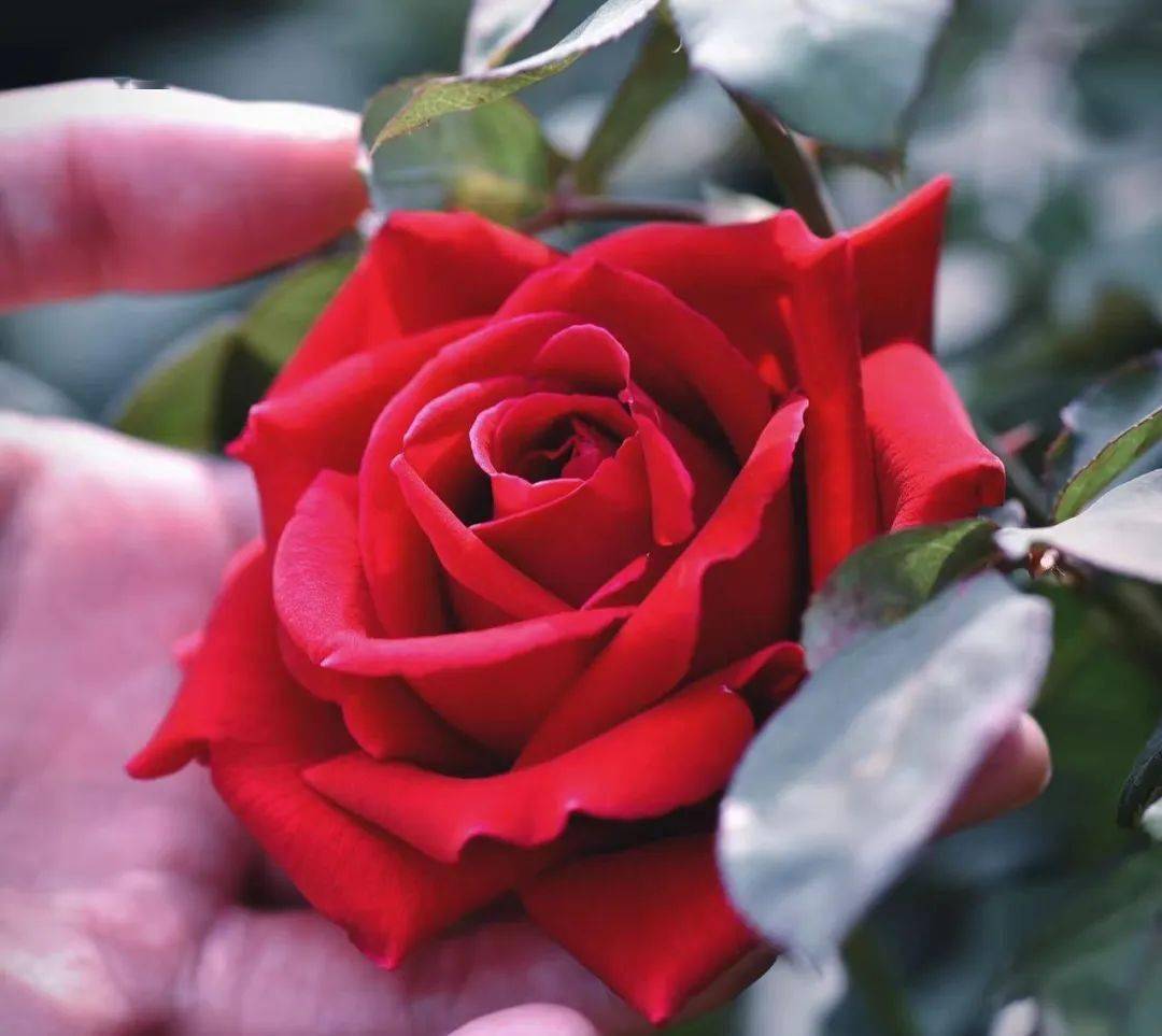 云南_花香_花瓣