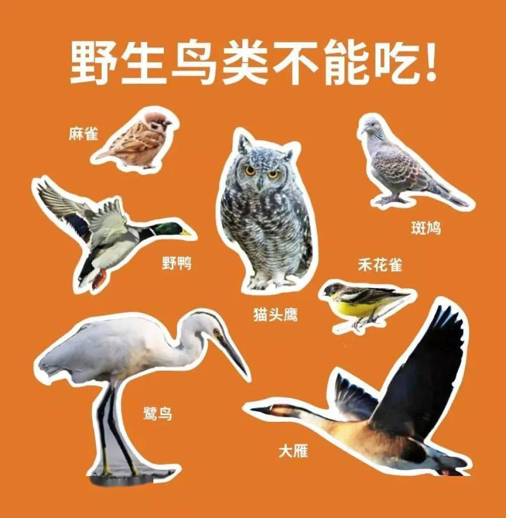 麻雀(各类小型林鸟去毛后以麻雀之名售卖),斑鸠(俗名野鸽子),野鸡