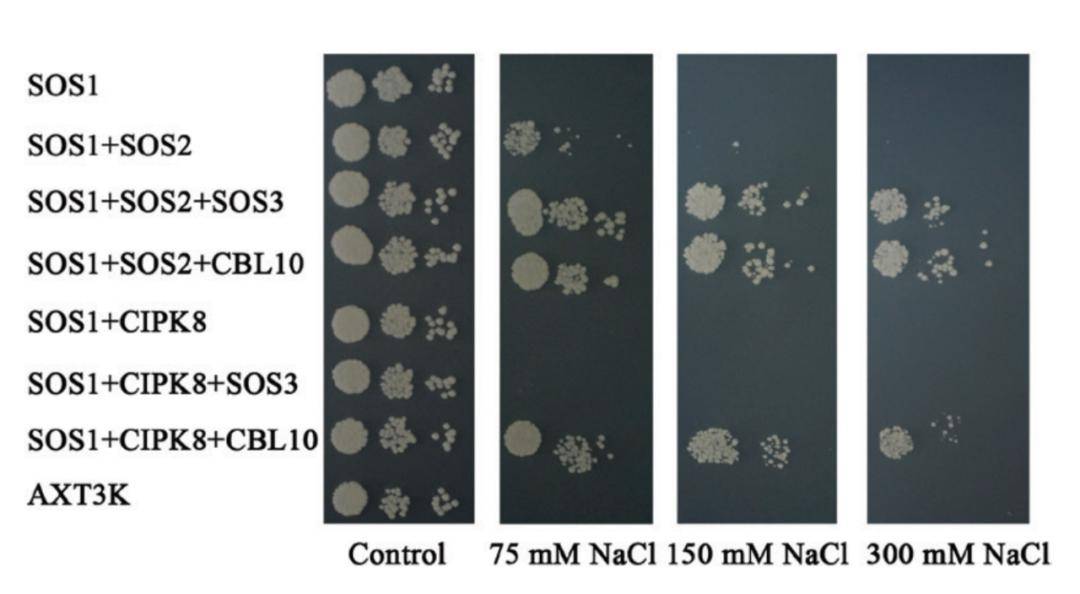 研究表明,植物排出胞质溶胶中多余na 的过程主要由na 转运蛋白完成.