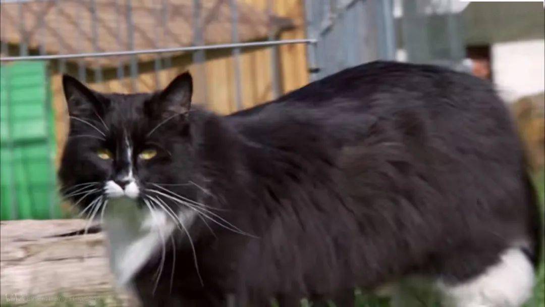 只的猫,大都聚集在东南部,英国bbc有一档纪录片名为《猫的秘密生活